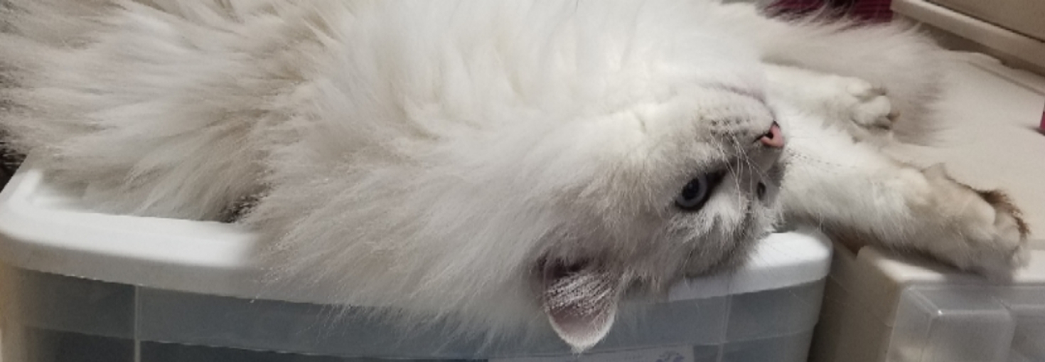 レビュアーのカバー画像