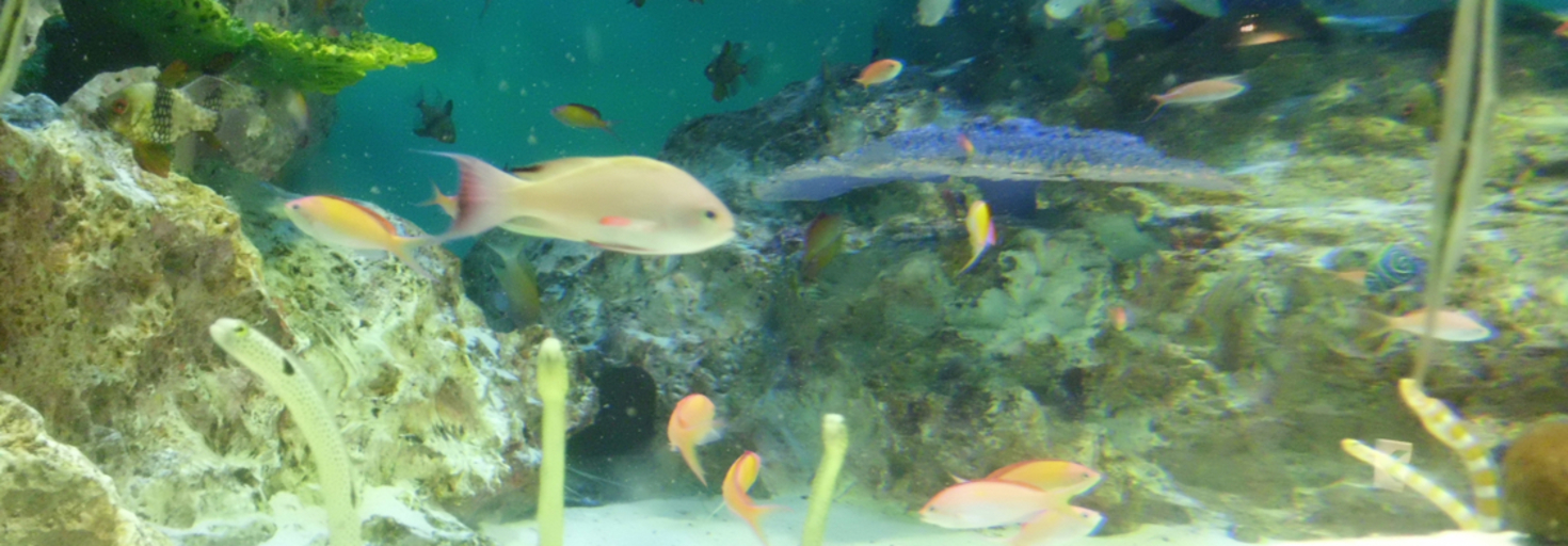 レビュアーのカバー画像