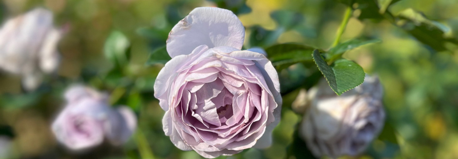 レビュアーのカバー画像