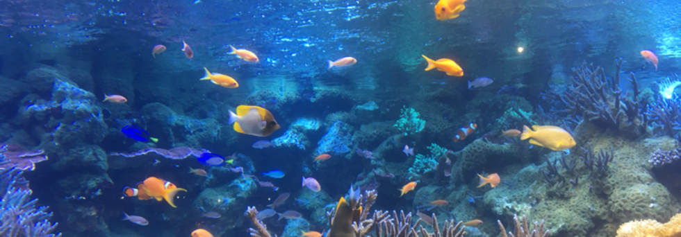 レビュアーのカバー画像