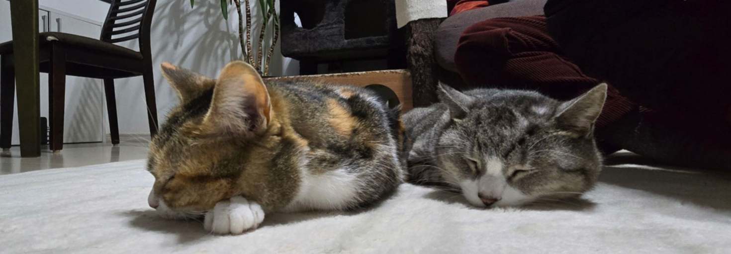 レビュアーのカバー画像