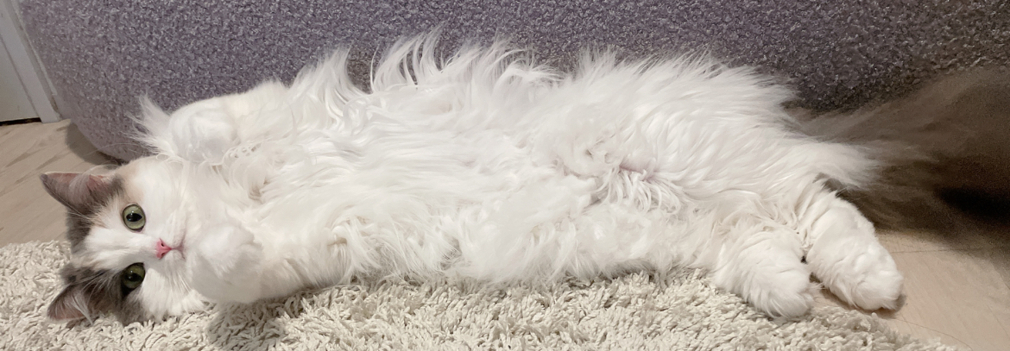 レビュアーのカバー画像