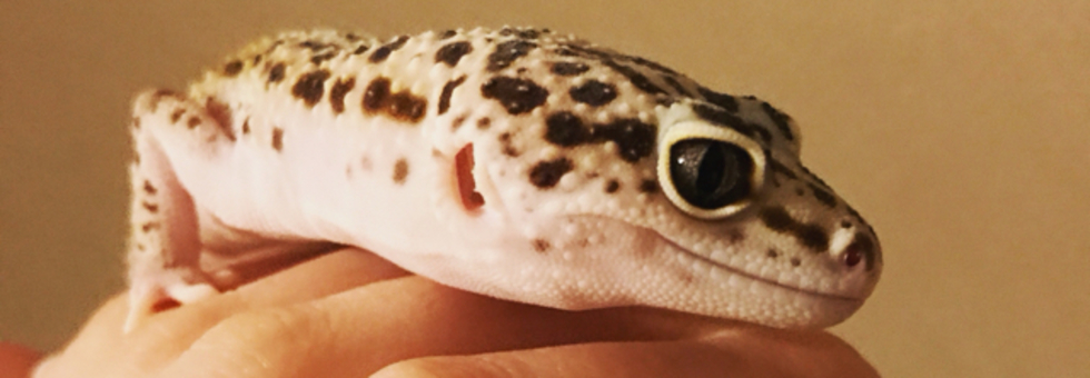 レビュアーのカバー画像