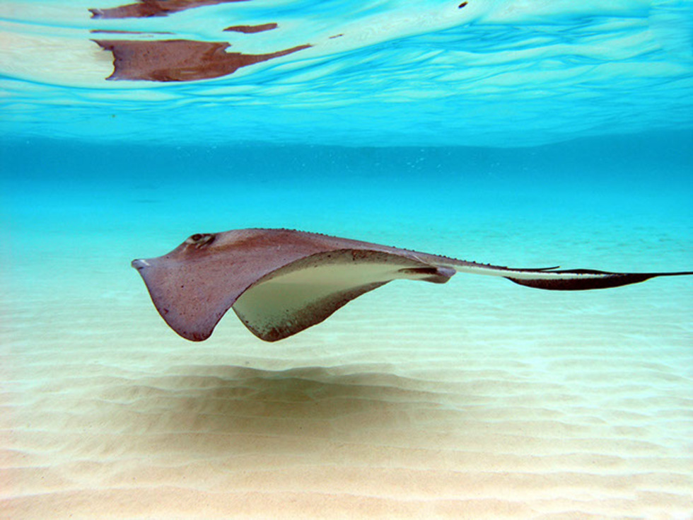 レビュアーのカバー画像