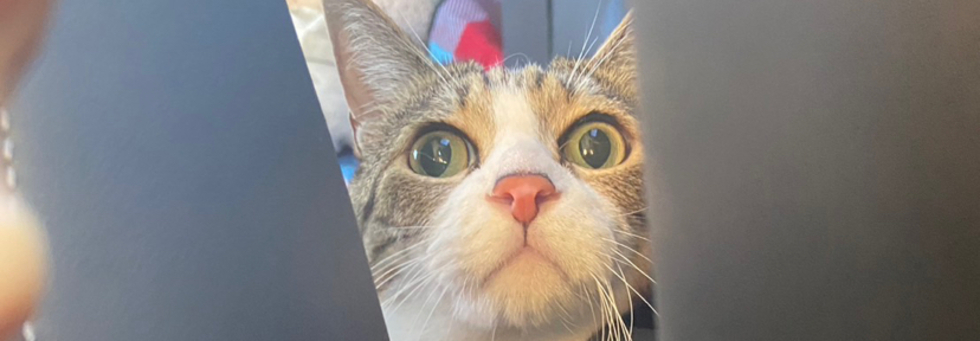 レビュアーのカバー画像