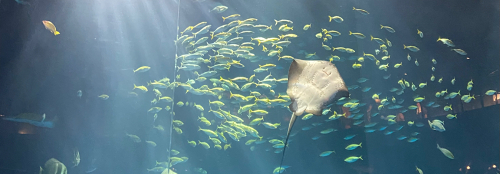 レビュアーのカバー画像