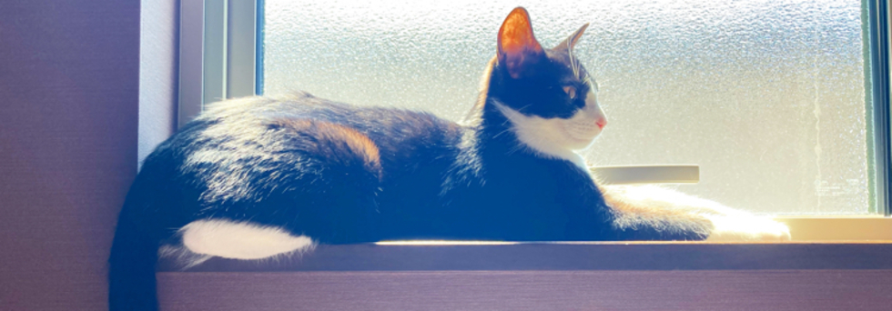 レビュアーのカバー画像