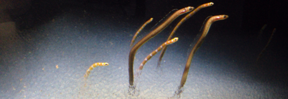 レビュアーのカバー画像