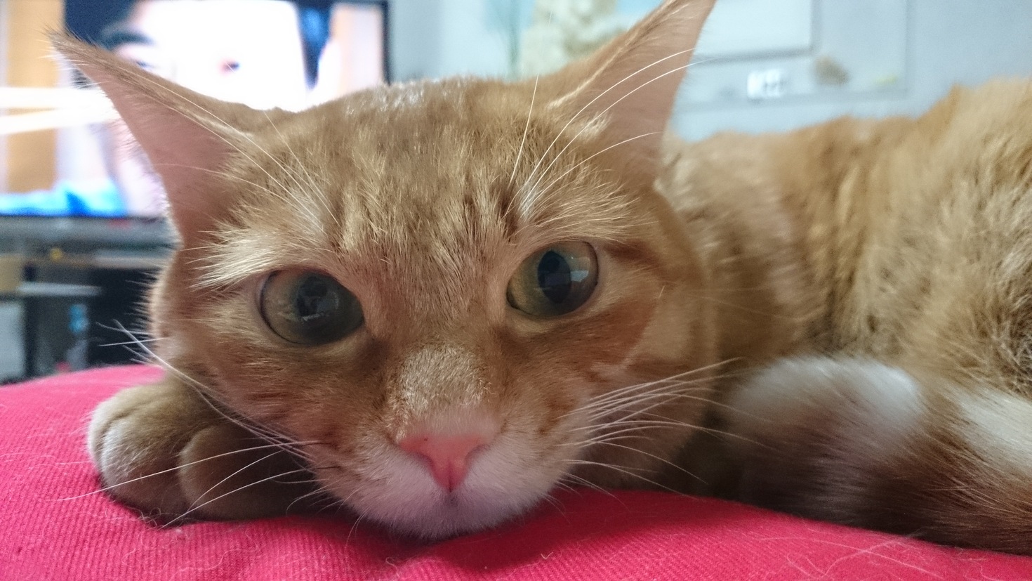 レビュアーのカバー画像