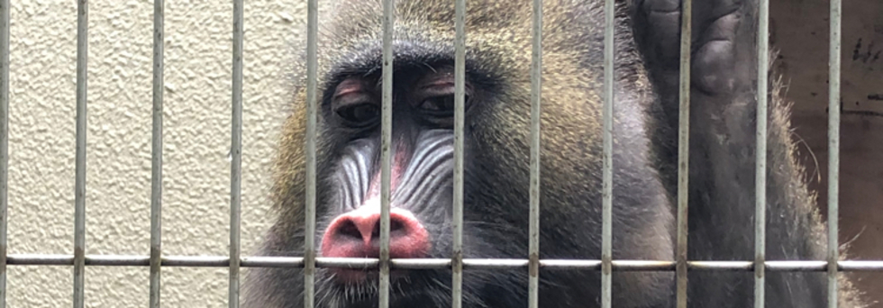 レビュアーのカバー画像