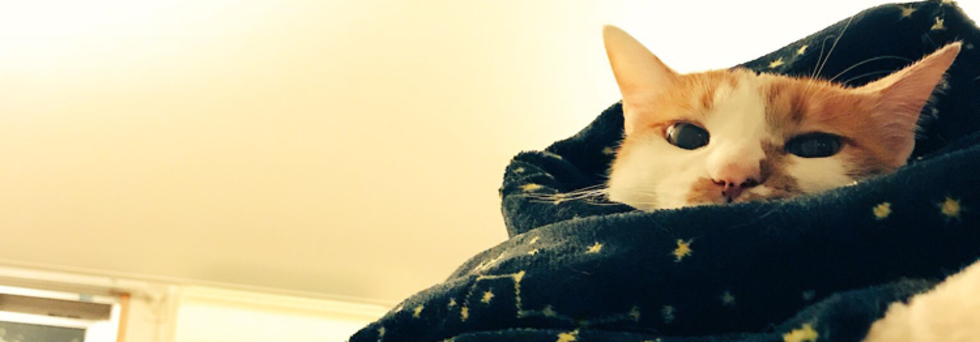 レビュアーのカバー画像