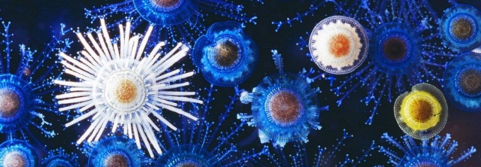 レビュアーのカバー画像