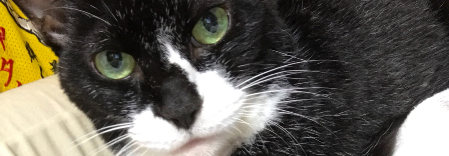 レビュアーのカバー画像