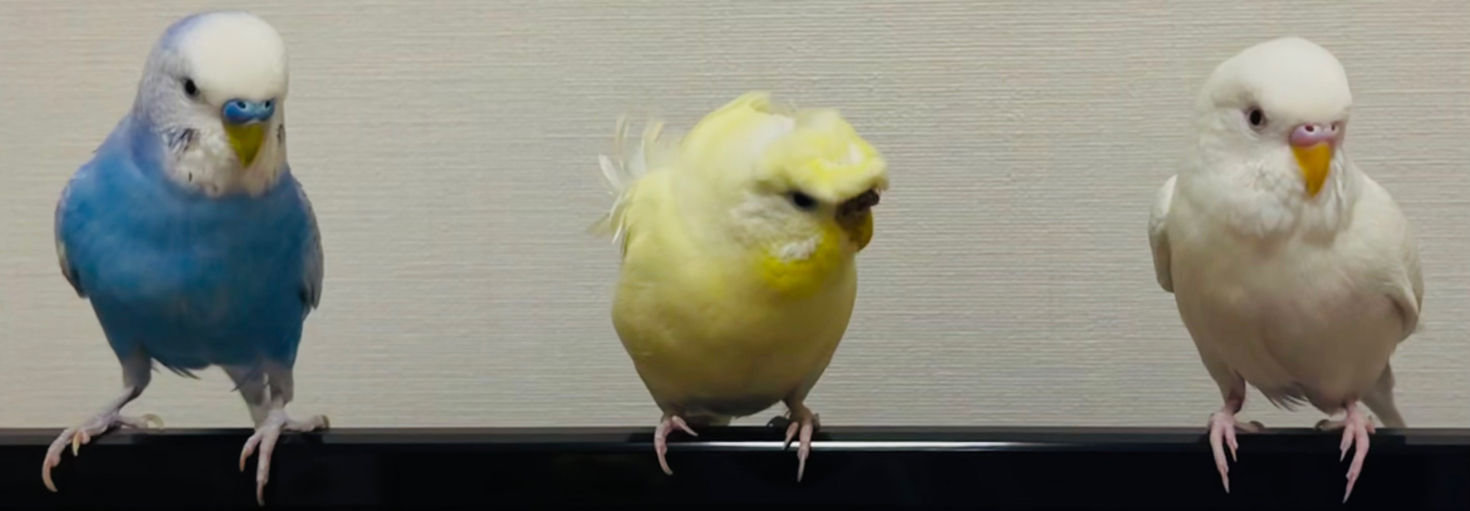 レビュアーのカバー画像