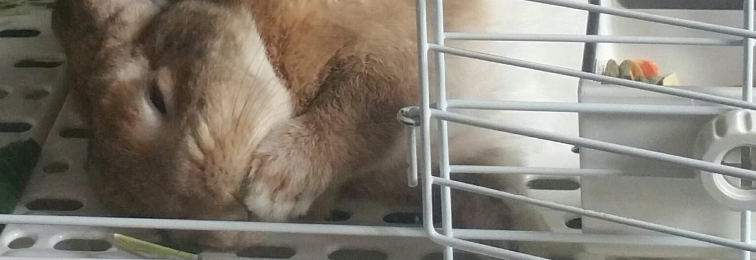 レビュアーのカバー画像