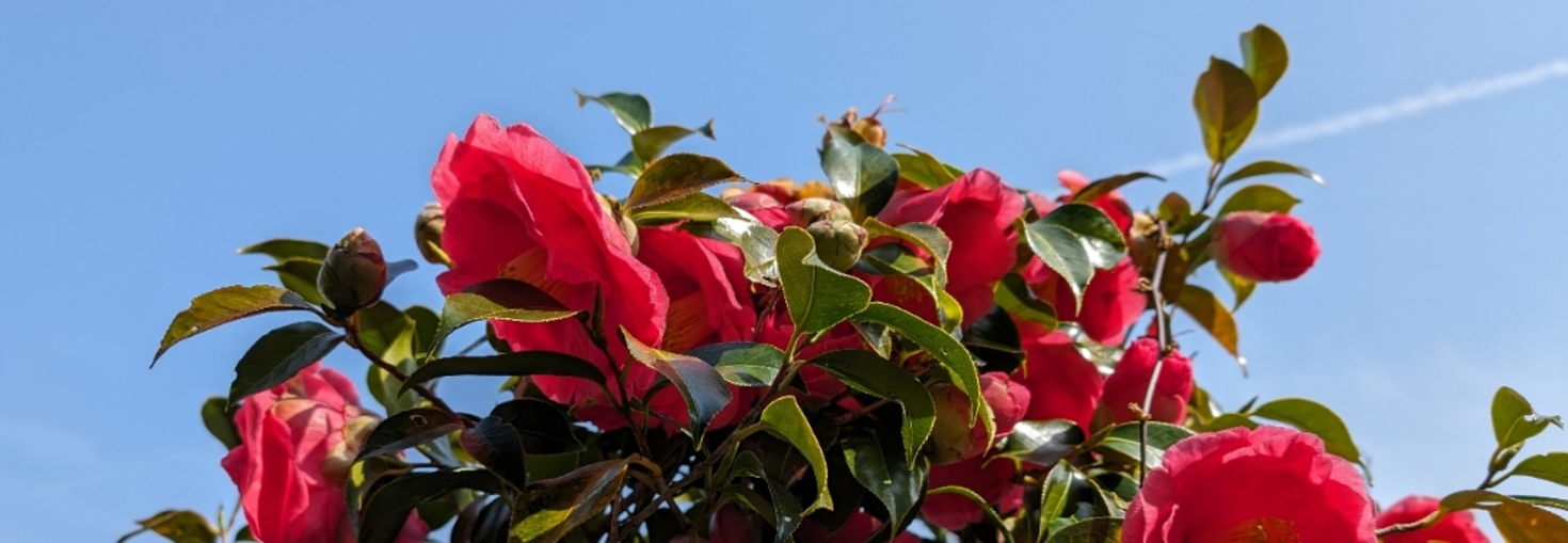 レビュアーのカバー画像