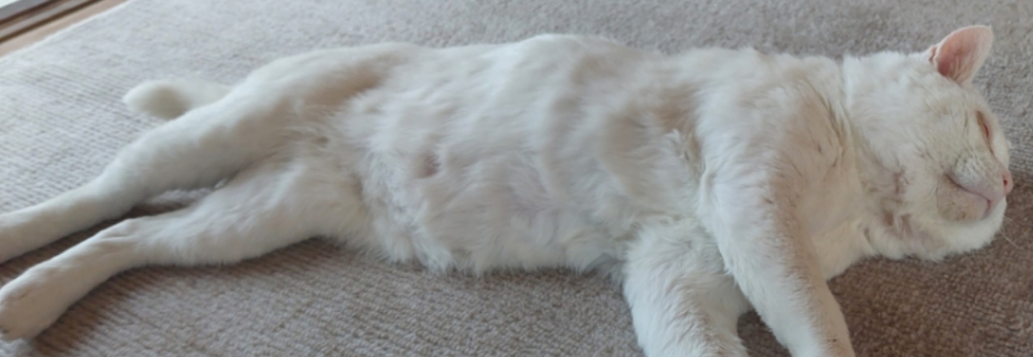 レビュアーのカバー画像