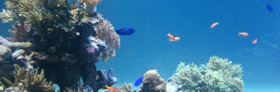 レビュアーのカバー画像