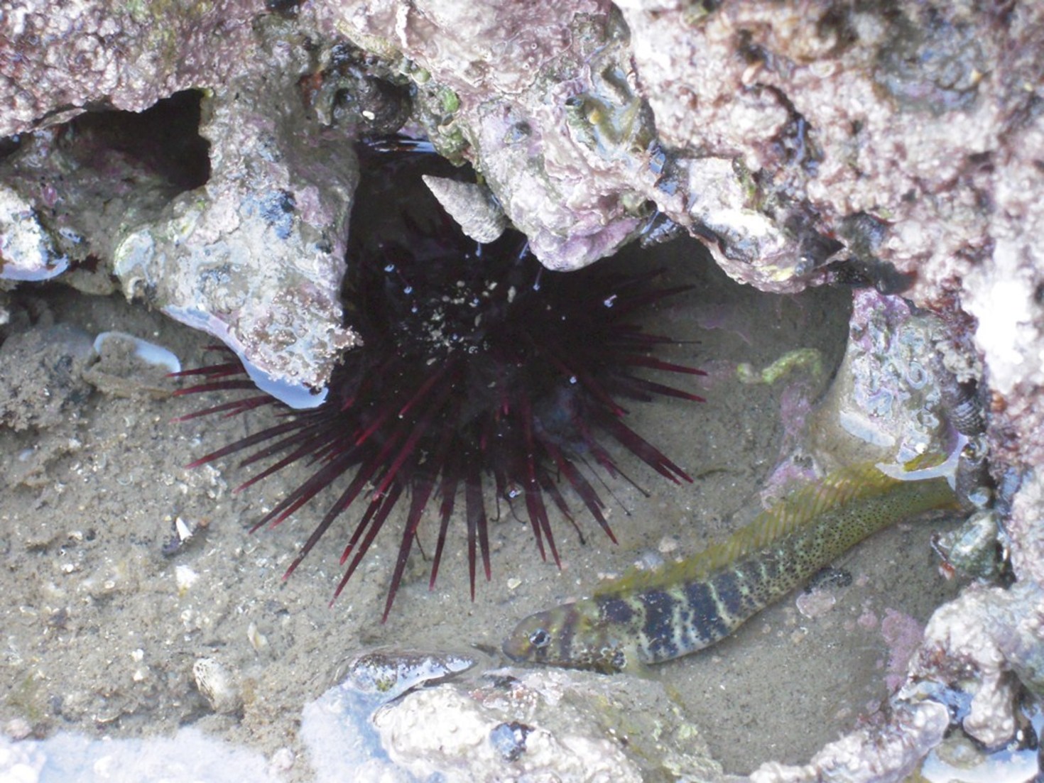 レビュアーのカバー画像