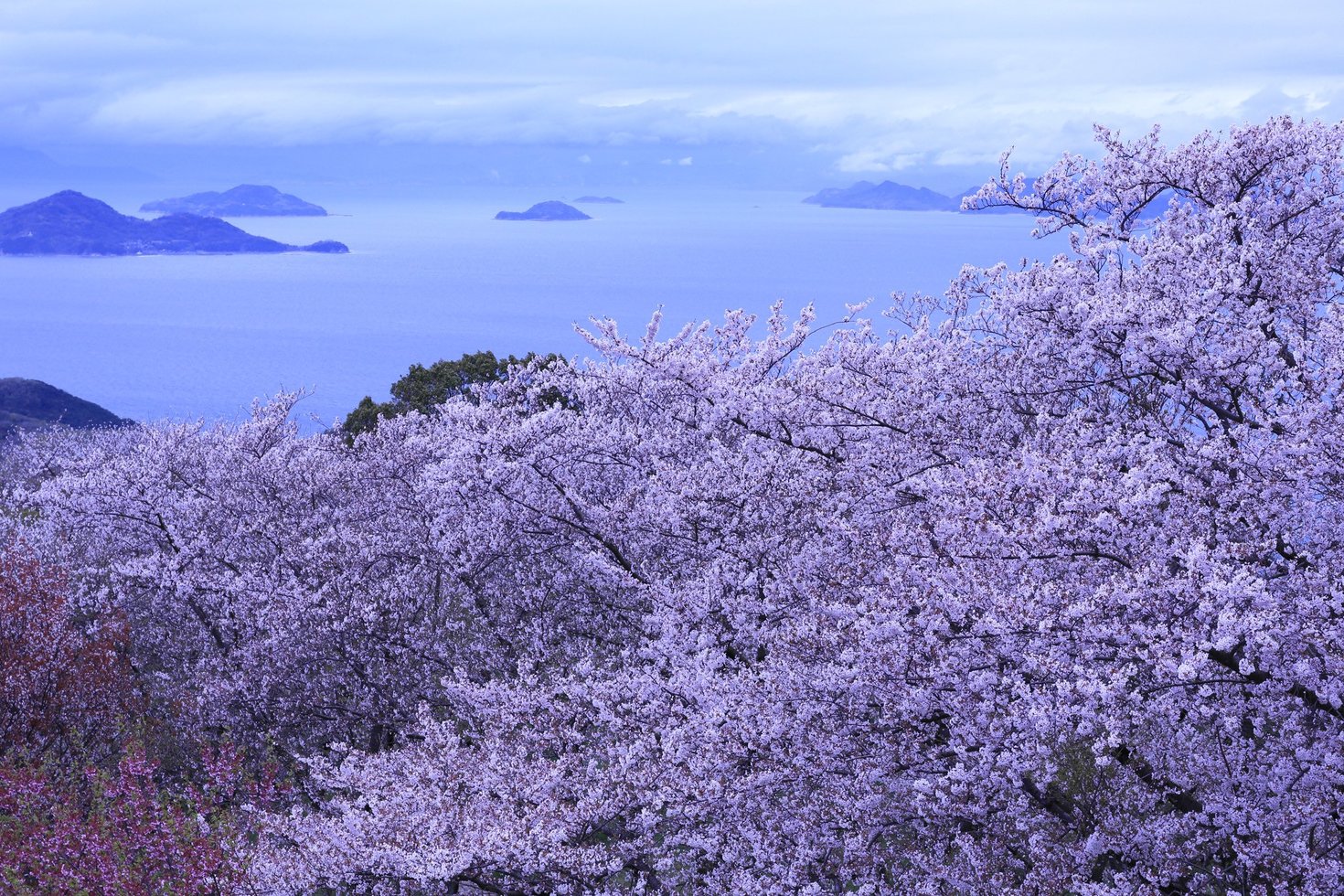 レビュアーのカバー画像