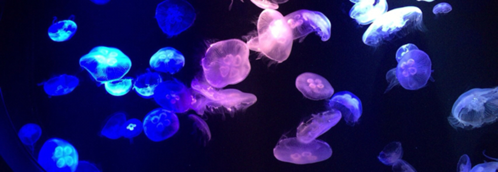 レビュアーのカバー画像