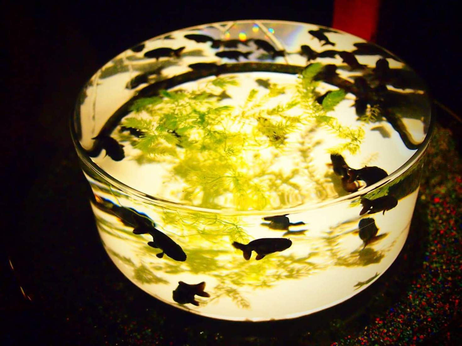 レビュアーのカバー画像