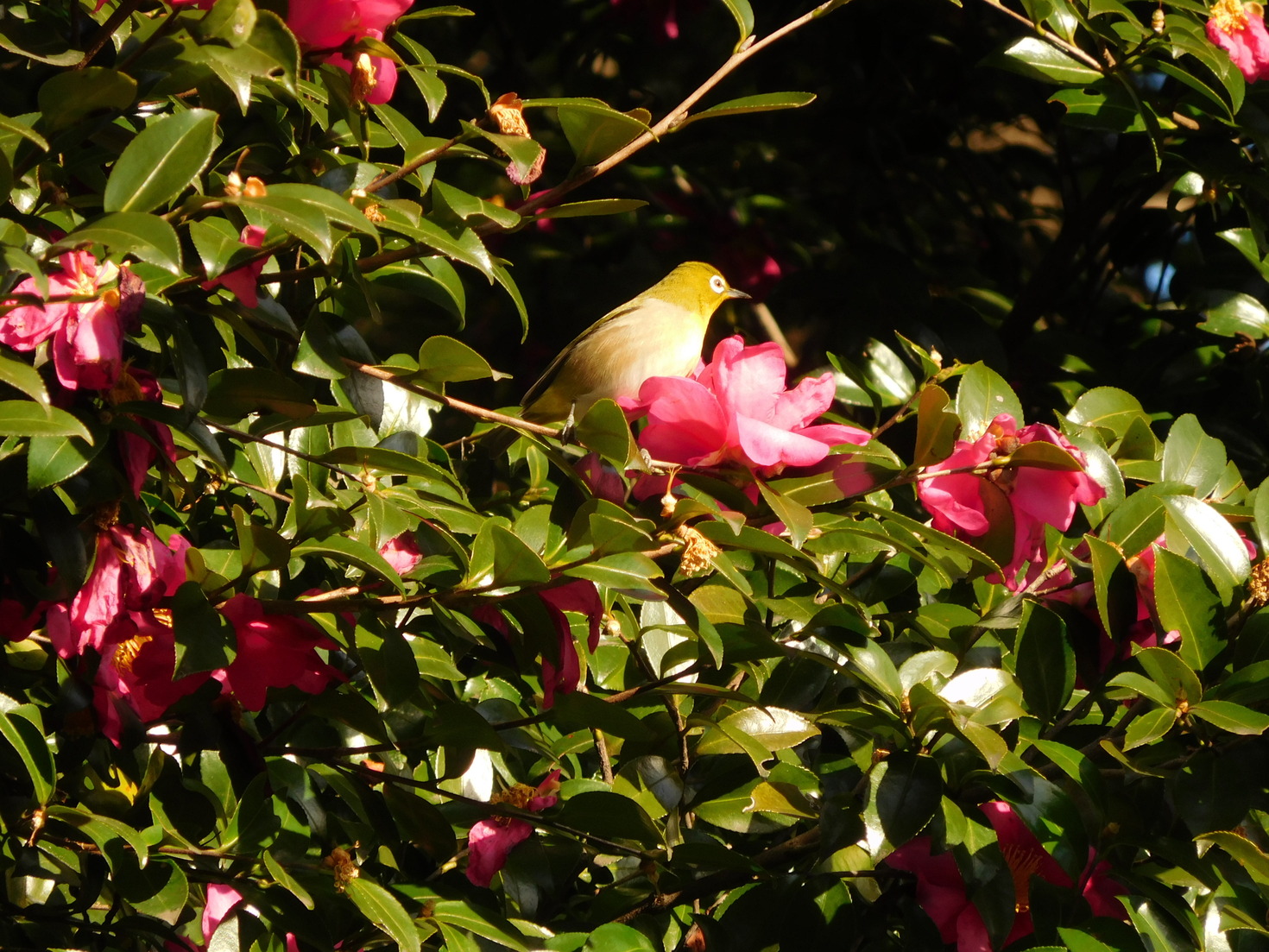 レビュアーのカバー画像