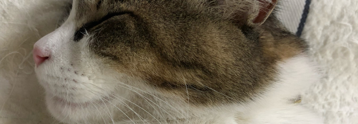 レビュアーのカバー画像