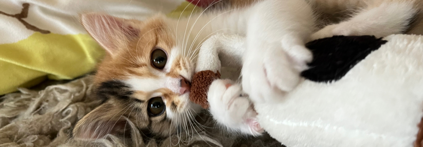 レビュアーのカバー画像