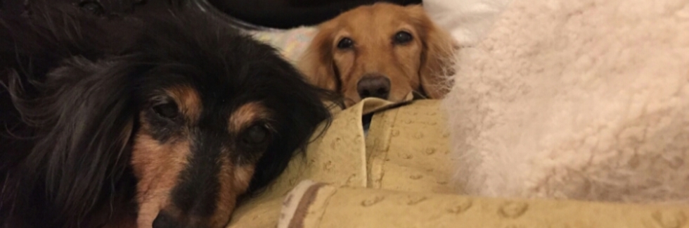 レビュアーのカバー画像