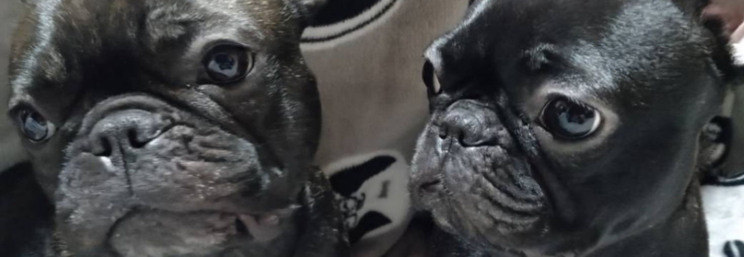 レビュアーのカバー画像