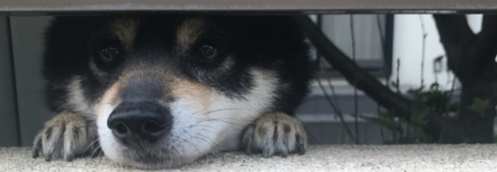 レビュアーのカバー画像