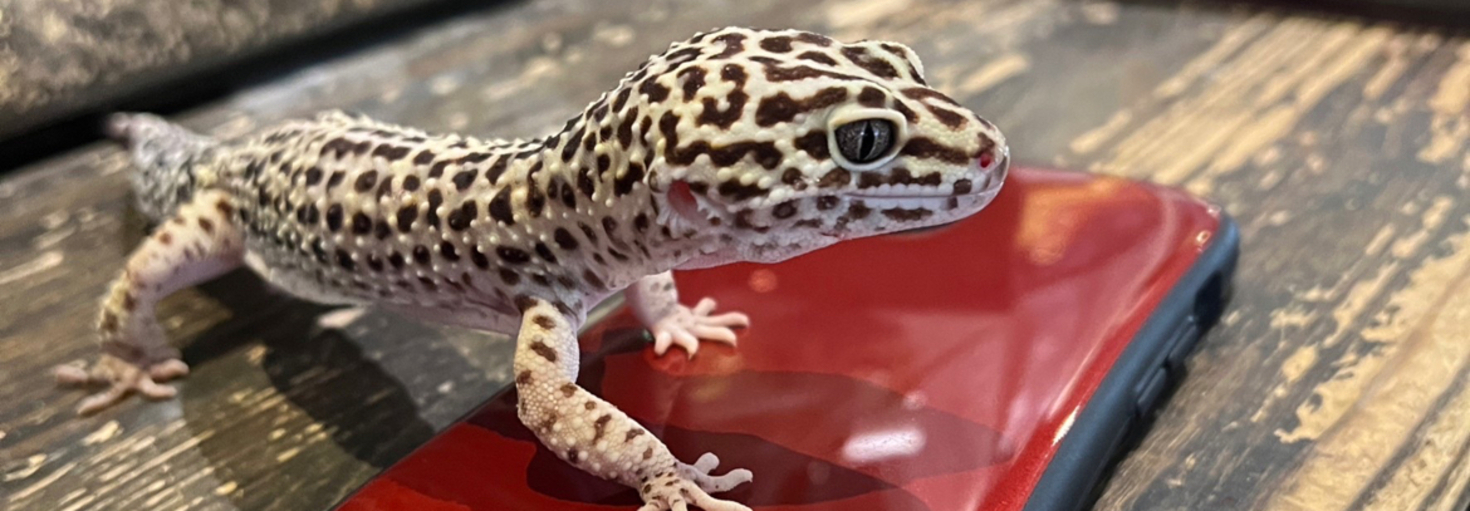 レビュアーのカバー画像