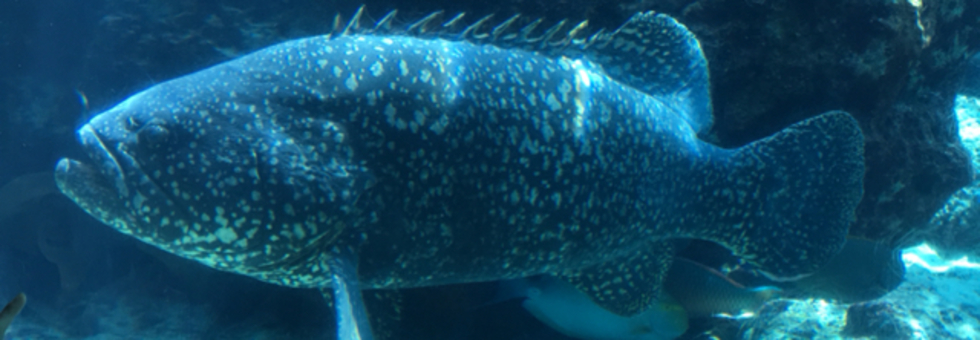 レビュアーのカバー画像