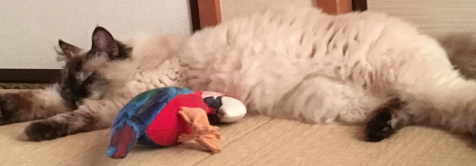 レビュアーのカバー画像