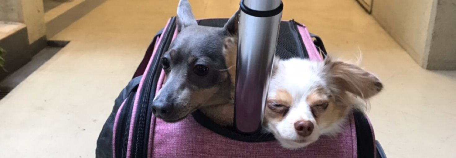 レビュアーのカバー画像