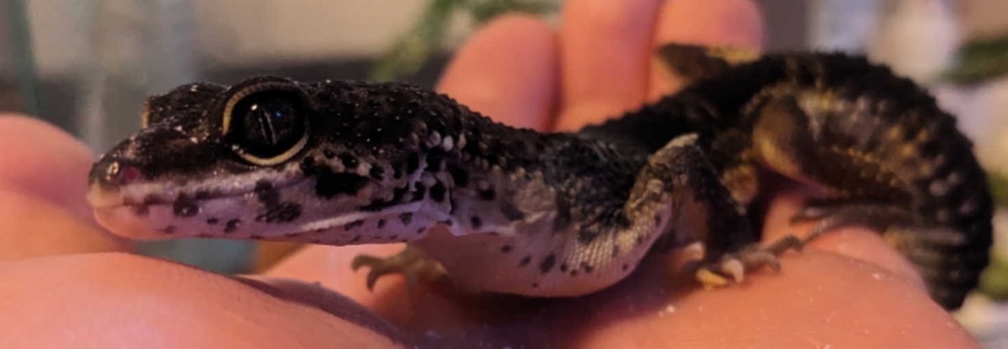 レビュアーのカバー画像