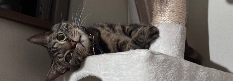 レビュアーのカバー画像