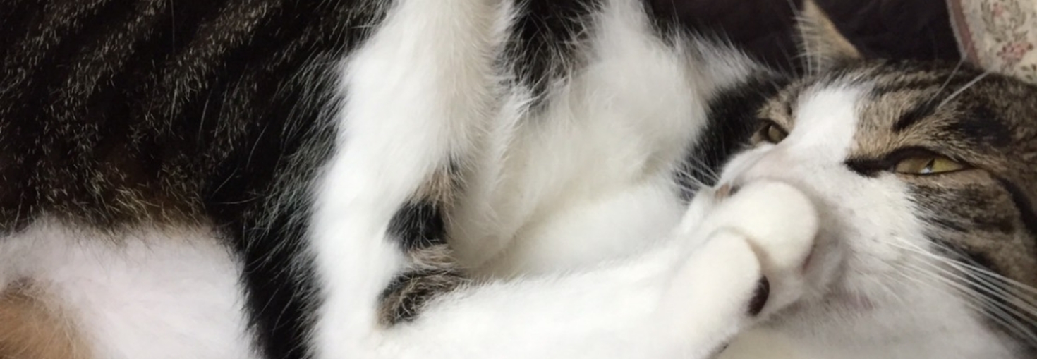 レビュアーのカバー画像