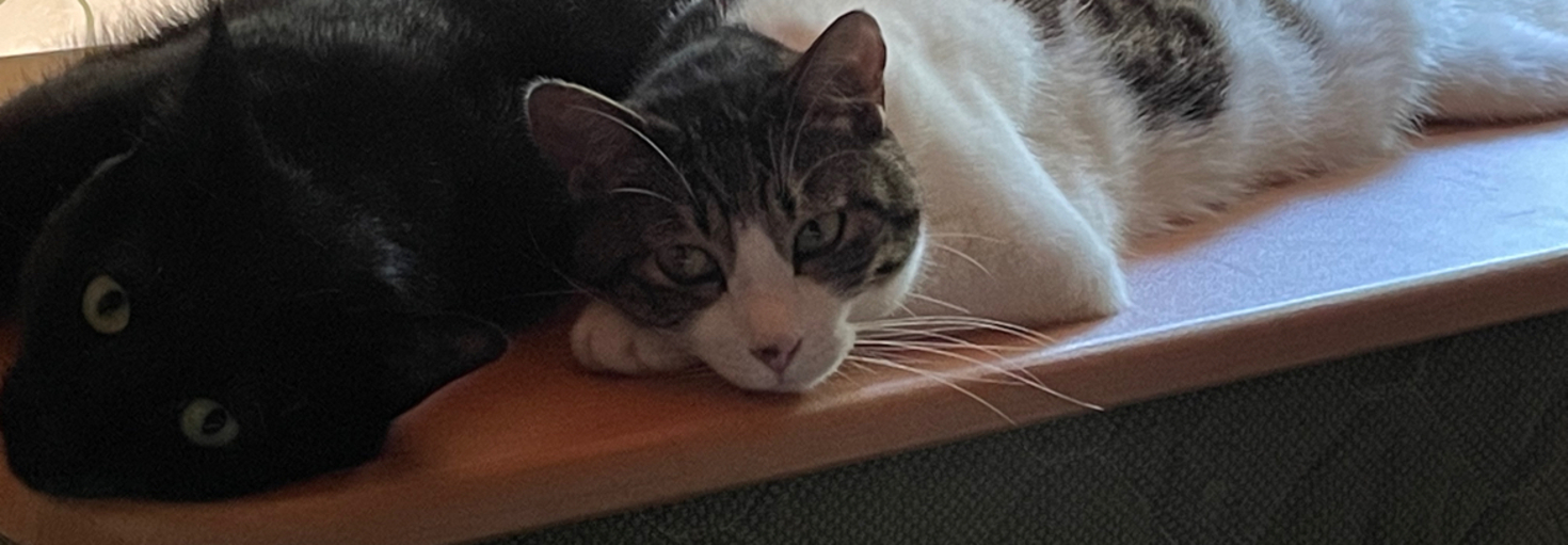 レビュアーのカバー画像