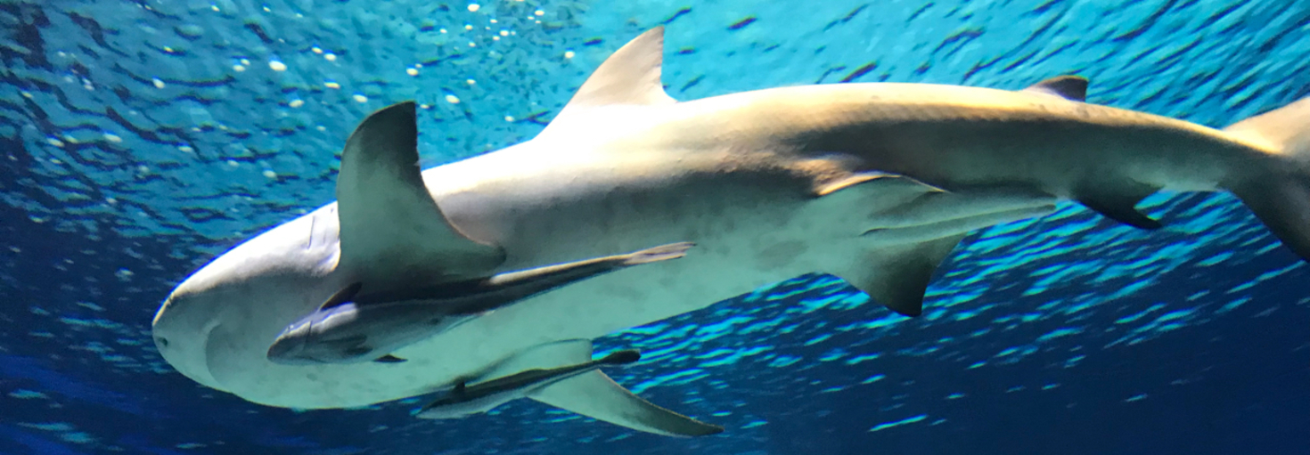 レビュアーのカバー画像