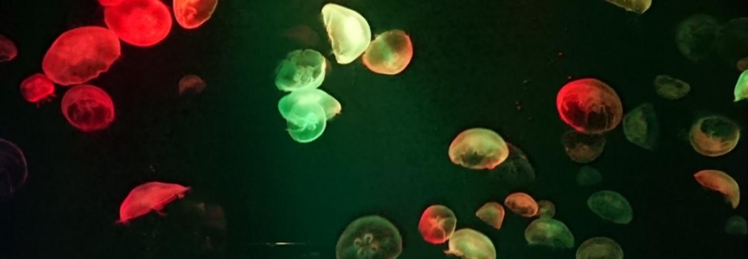 レビュアーのカバー画像