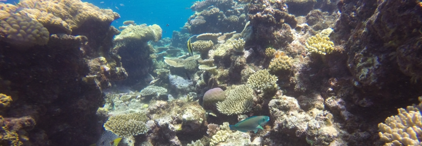 レビュアーのカバー画像