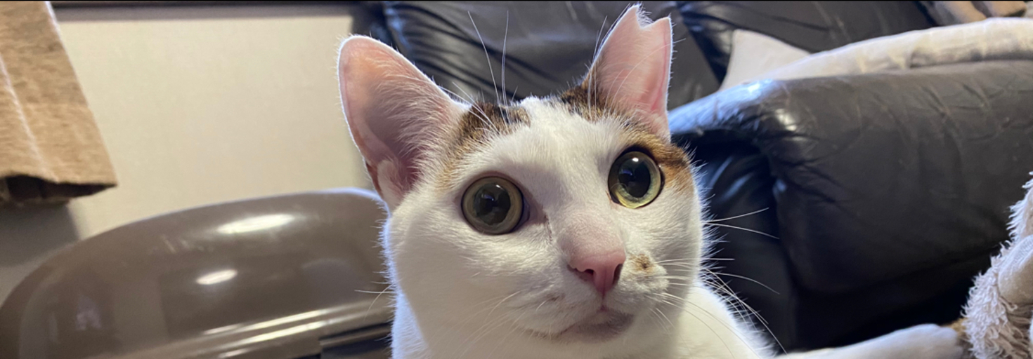 レビュアーのカバー画像