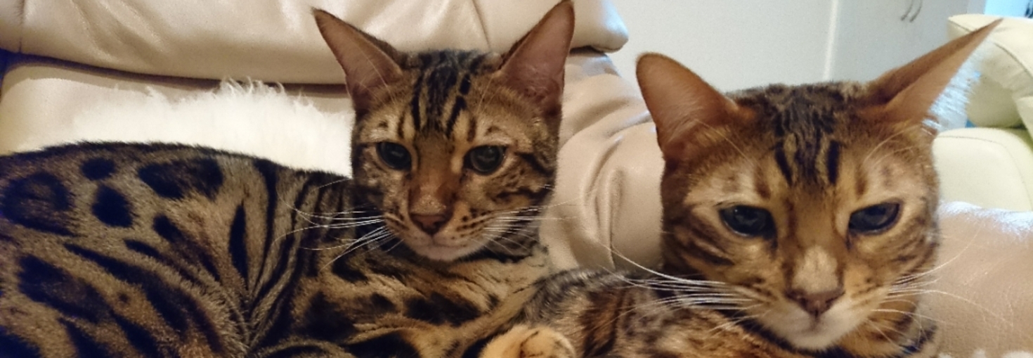 レビュアーのカバー画像