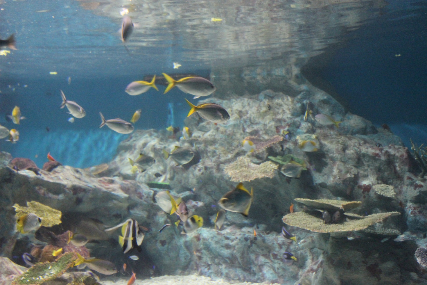 レビュアーのカバー画像