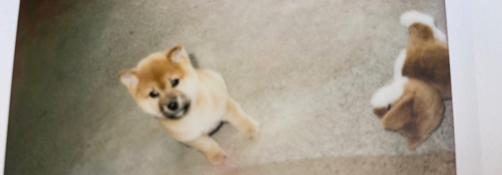 レビュアーのカバー画像