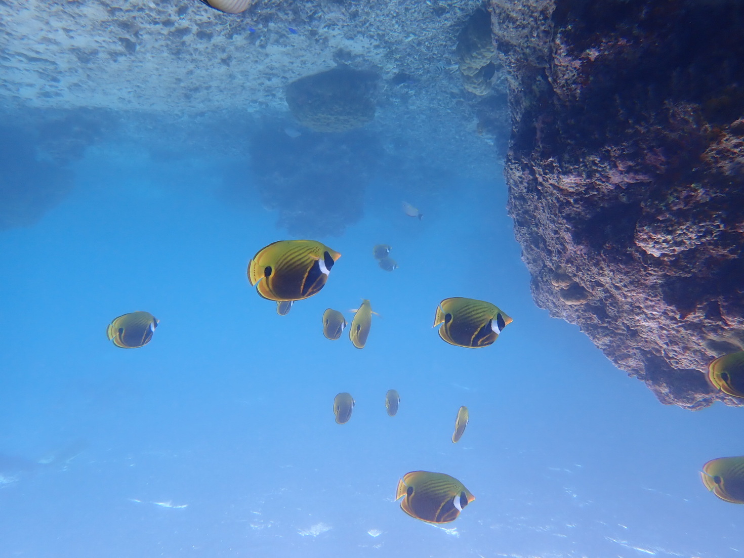 レビュアーのカバー画像