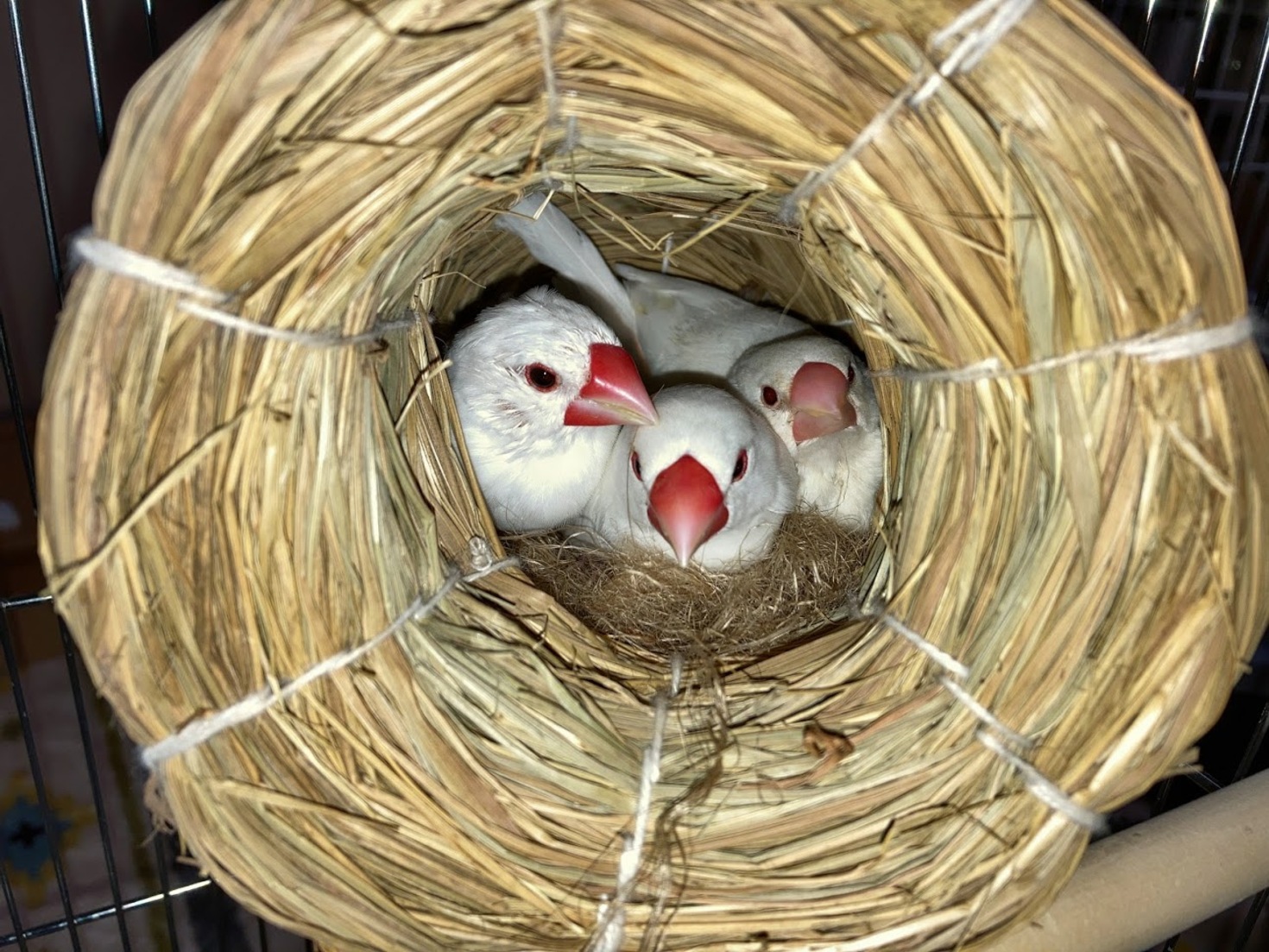 レビュアーのカバー画像