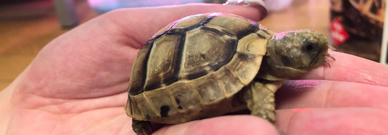 レビュアーのカバー画像